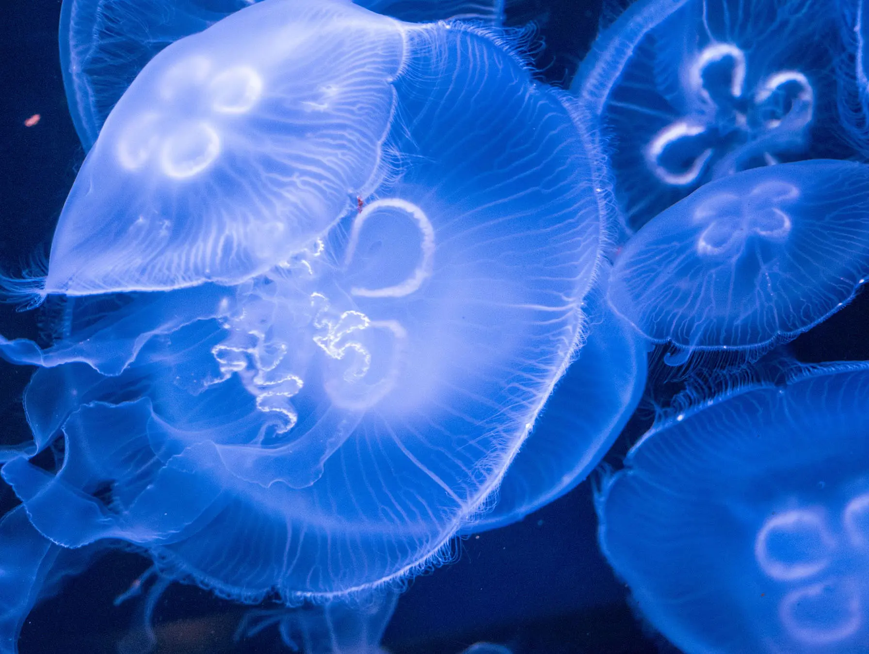 Cabrillo Aquarium