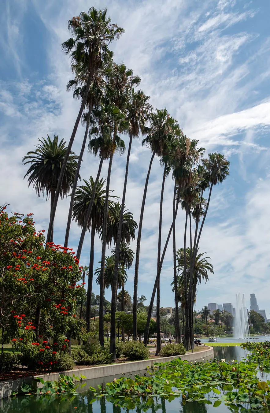 Echo Park Palms